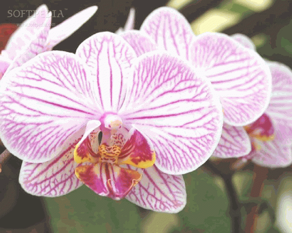 Conservatory Of Flowers Orchid Screensaver Crack With Keygen 2024