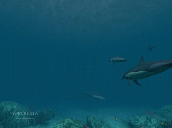 Dolphins 3D Screensaver Crack Full Version
