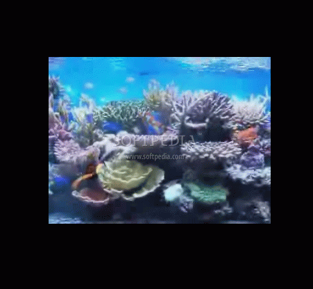 Fish Aquarium Video Screensaver Crack + Activation Code Download