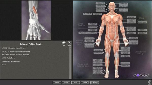 Muscle and Bone Anatomy 3D for Windows 10 Crack With Keygen