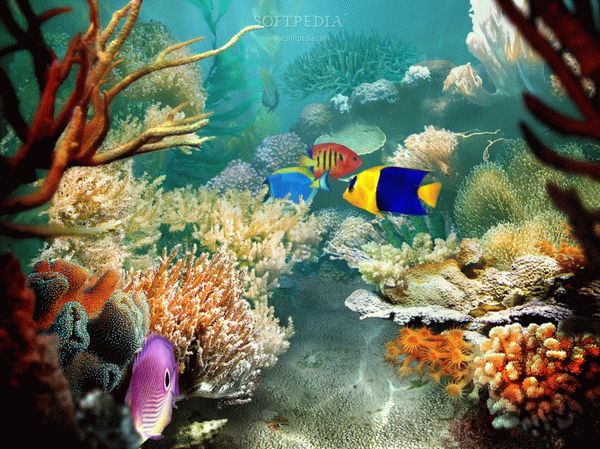 Tropical Fish 3D Screensaver Keygen Full Version